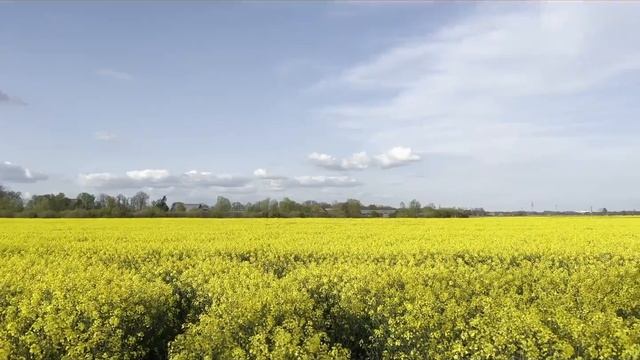 Elmshorn смотреть онлайн
