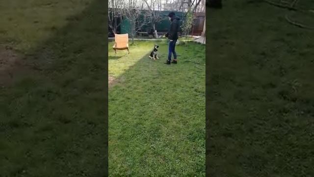 Дрессировка Вео щенка с начального периода смотреть онлайн