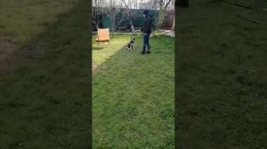 Дрессировка Вео щенка с начального периода