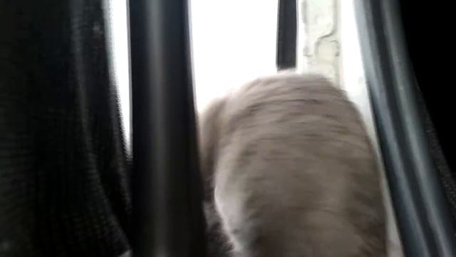 Чукча смотреть онлайн