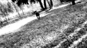 ЧЕРНАЯ МОЛНИЯ  /ДОБЕРМАН