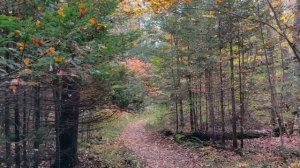 С ветки падающий лист