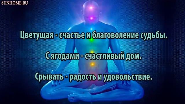 К чему снится Вишня (дерево) сонник, толкование сна смотреть онлайн