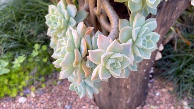 Suculenta graptoveria titubans e fantome - Veja os cuidados especiais que você precisa ter смотреть онлайн