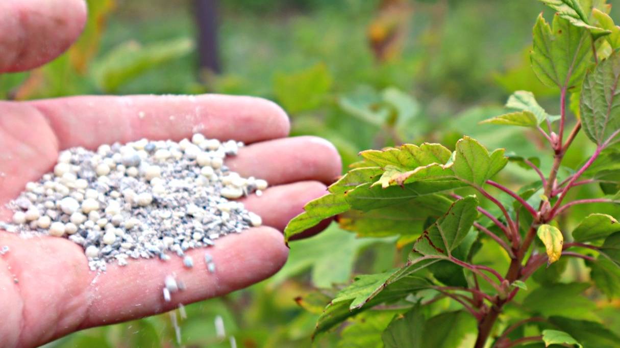 Как подготовить кусты смородины к будущему сезону чтобы ягода была с 2х рублевик? Рассказываю. смотреть онлайн