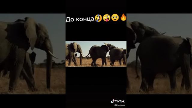 Вечеринка слонов смотреть онлайн