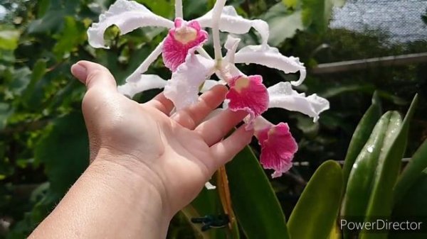 Cattleya purpurata var. carnea