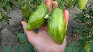 Томат Saucy Mary гном  (Дерзкая Мэри).