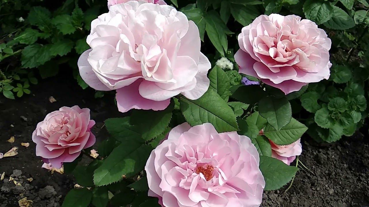 Розы - Шедевры. Новые сорта роз Посадка 2021. смотреть онлайн