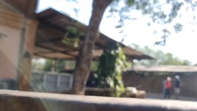 Ultimate Hide And Seek In RURAL VILLAGE || Epic Game of Hide and Seek | Hungry Birds смотреть онлайн