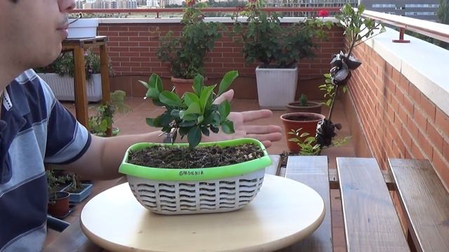 Actualización de Bonsai Zero Gardenia (17/06/2016) смотреть онлайн