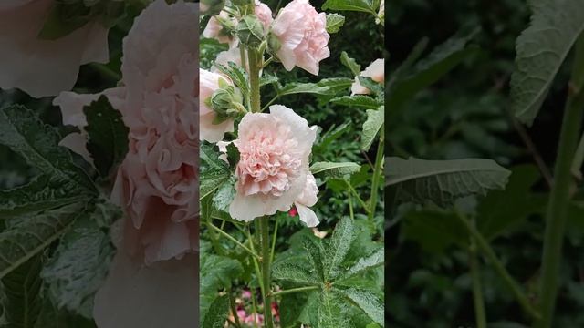 Цветёт мальва или (просвирник)#мальва #лето #цветы #просвирник смотреть онлайн