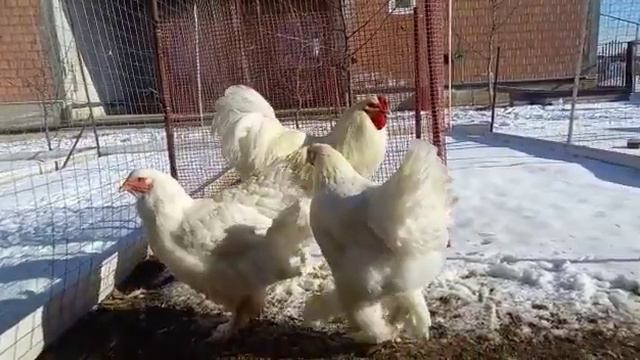 Белая Брама Ильман смотреть онлайн