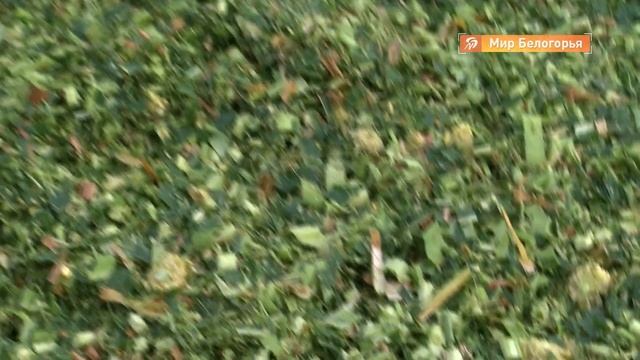 Уборка кукурузы в Вейделевском районе смотреть онлайн