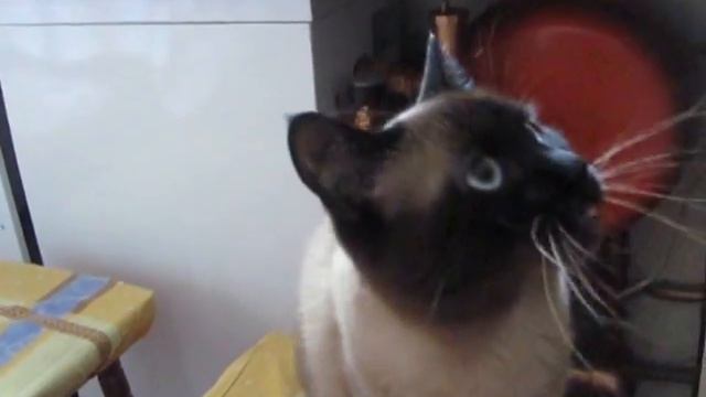 Котик просить їсти смотреть онлайн