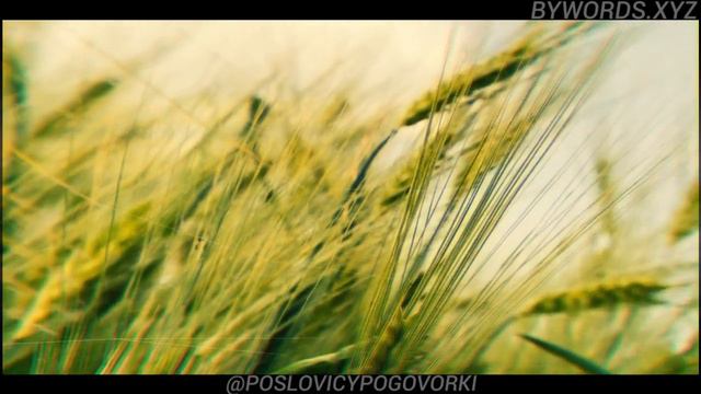 НЕ ДО ЖИРУ, БЫТЬ БЫ ЖИВУ: смысл и значение смотреть онлайн