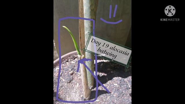 Alocasia Nycteris (batwing) From Day 8 To 28 #alocasiabatwing #alocasialover