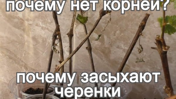 Виноград из черенков. Почему засыхает? Нет корней у черенков винограда.