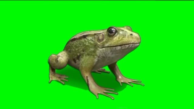Frog Green Screen Video Effect| Chroma Key | No Copyright