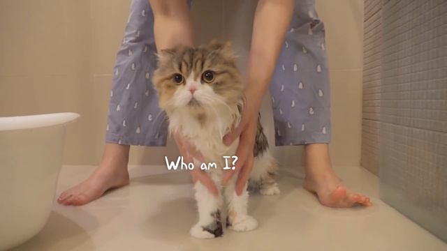 ChuChu Ran Away During A Bath! | Kittisaurus