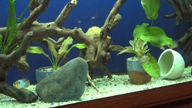 аквариум-коряжник 600 литров смотреть онлайн
