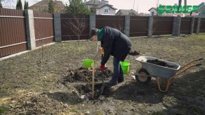 Как посадить яблоню? Правильная посадка саженца яблони