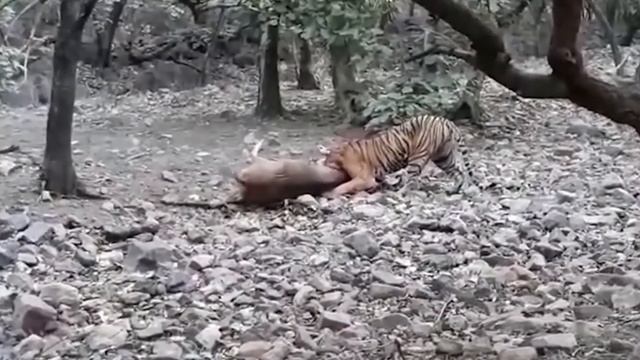 Tiger Drags Dog and Kill It on Camera смотреть онлайн