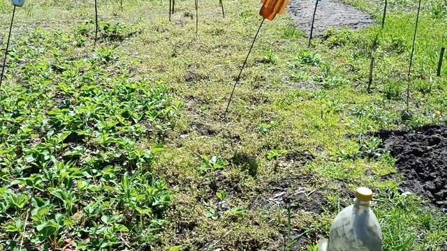 Первое мая на даче. Ночной заморозок. смотреть онлайн