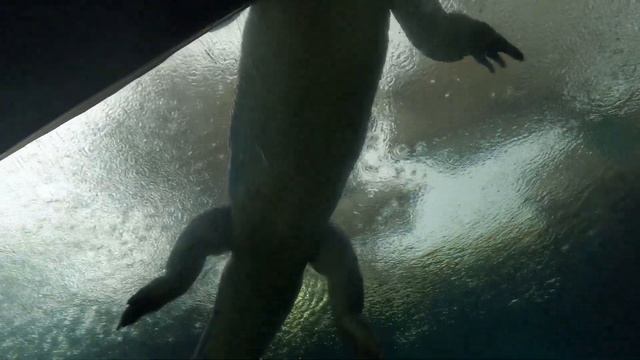 Giant Crocodile in Aquarium (as a Figma casual learner) смотреть онлайн