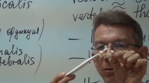 Анатомия позвоночного столба. Строение позвонков.