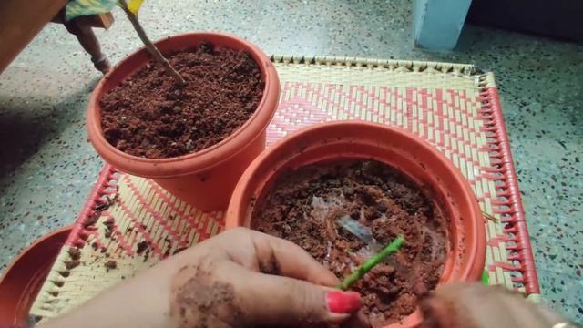 Gold Dust Croton Plant Update with Roots | Propagation and Care Tips | Croton Plant смотреть онлайн