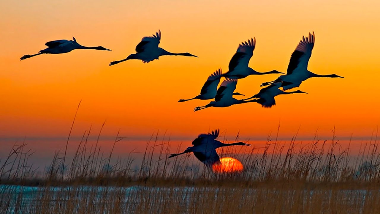 ВСЯ ПРАВДА ЖИЗНИ В ЭТОЙ ПЕСНЕ! - ДАЛЕКО, ДАЛЕКО ЖУРАВЛИ УЛЕТЕЛИ... - ИСП. ИГОРЬ ГОРБУШИН смотреть онлайн