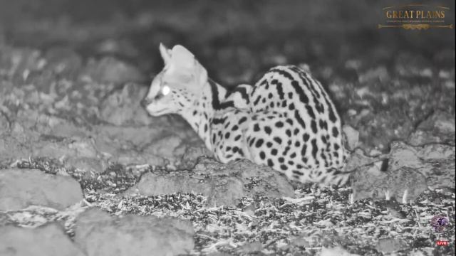 Elephant and serval 2 смотреть онлайн