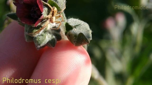 В поисках пауков (2020) часть 3 смотреть онлайн