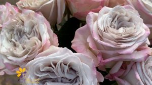 Rose Westminster Abbey