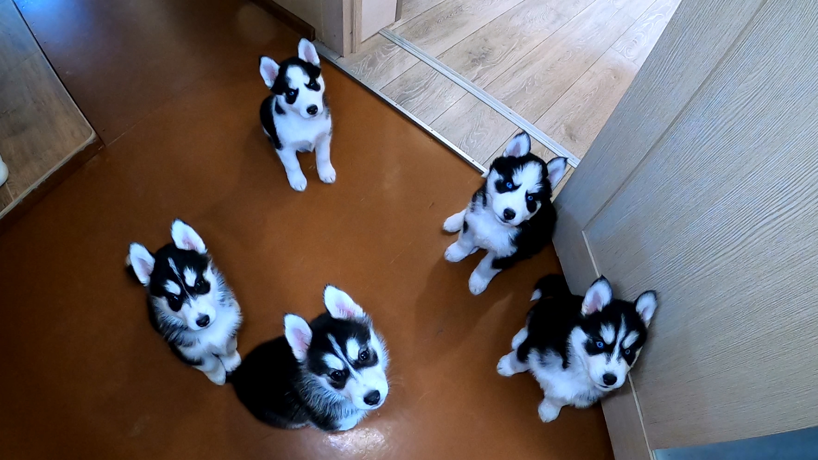 Бойцы хаски