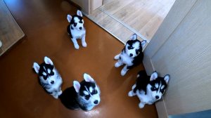 Бойцы хаски