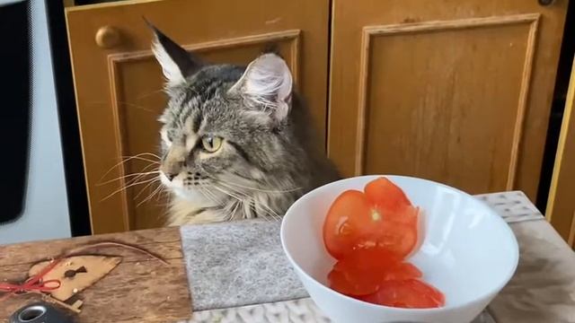 Помидор это тоже колбаса. Кошечка Шелли любит колбасу.