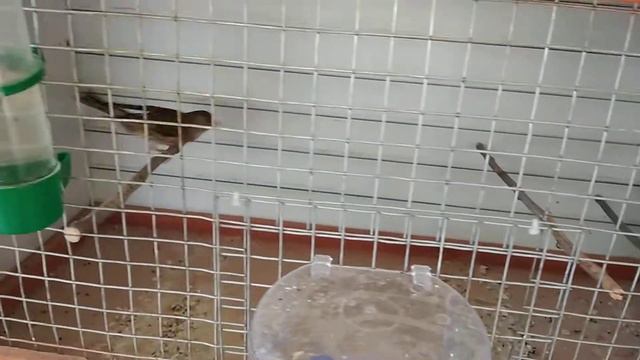 Гибриды щеглы смотреть онлайн