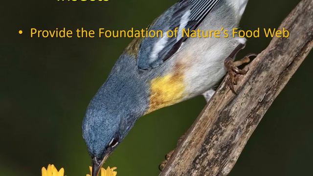 The Importance of Native Plant Landscapes with Karina Veaudry, President смотреть онлайн