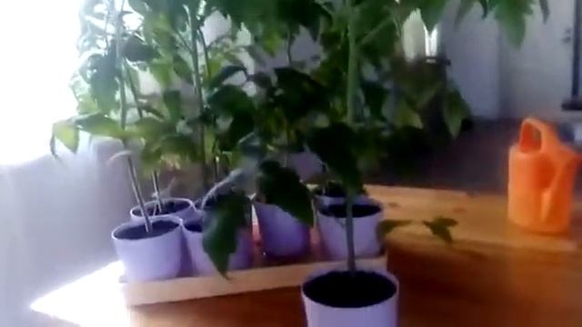 Набор горшков для рассады 16 штук 0,5 л. смотреть онлайн