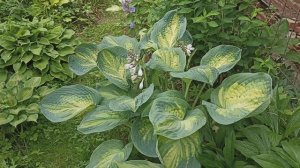 24.06.24 Хосты Amalia, Valley's Ruffle Shuffle, Beckoning, Simply Sharon, First Blush  и др.