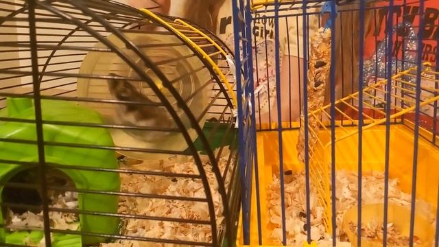 Что нужно для хомяка , если вы решили купить хомяка . Передаем приветы смотреть онлайн