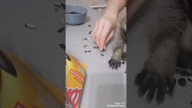 Енот и семечки смотреть онлайн