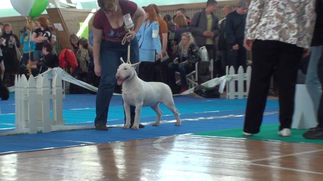 Russian Dogshow. Champion of Federadition. 2011/05/01 Novosibirsk смотреть онлайн