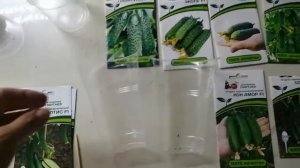 Сажаем огурцы на рассаду в двойные стаканчики.