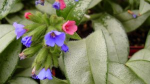 МЕДУНИЦА. ДЕКОРАТИВНОЛИСТВЕННАЯ И КРАСИВОЦВЕТУШАЯ. ООБЗОР СОРТОВ. Дачный креатив.