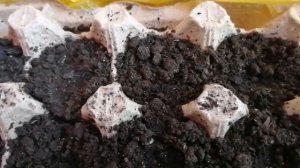 Взошла Лобелия - новый способ почти сработал/ Рассада Лобелии