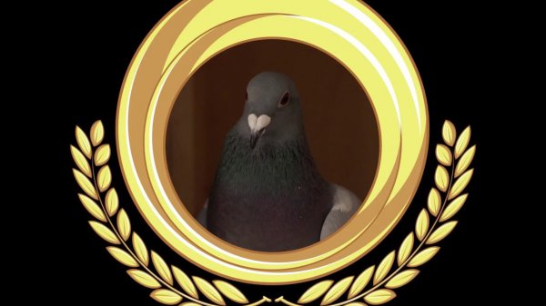 МТС #Голубеграм