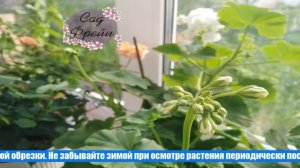 Как прищипывать герань в домашних условиях?